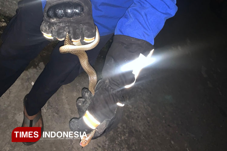 Warga Bondowoso Dikejutkan Ular Kobra Saat Hendak Salat