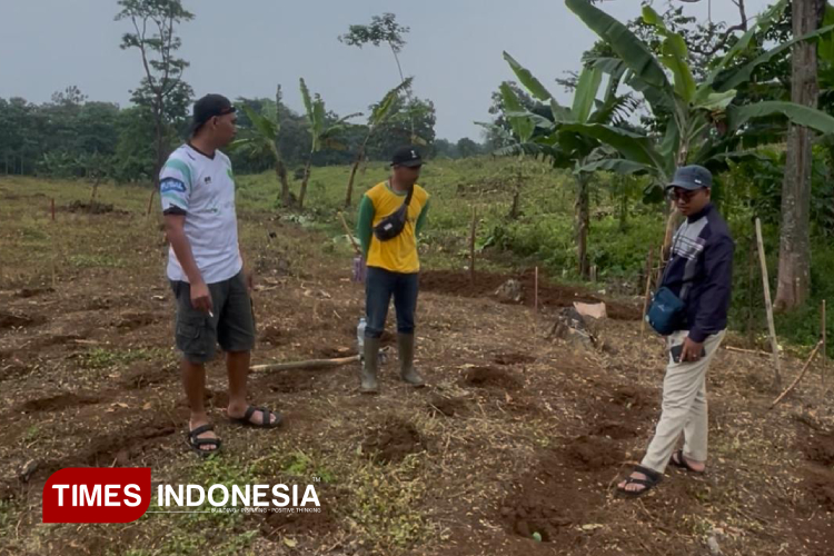 Perumda Panglungan Wonosalam Bangkit, Optimalkan Lahan dengan Tembakau dan Semangka
