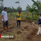Perumda Panglungan Wonosalam Bangkit, Optimalkan Lahan dengan Tembakau dan Semangka