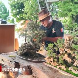 Budidaya Bonsai di Jombang Tembus Puluhan Juta, Gus Masrur Bagikan Tips untuk Pemula