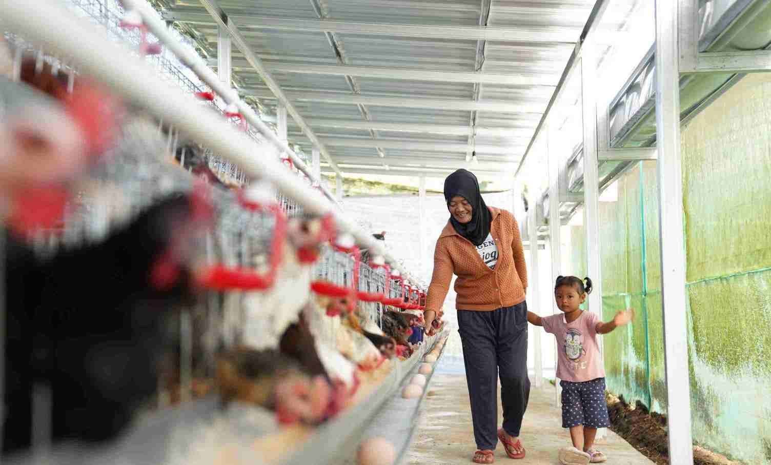Ayam bantuan PNM didistribusikan dengan baik di tingkat peternak. (Foto: Dok PNM)