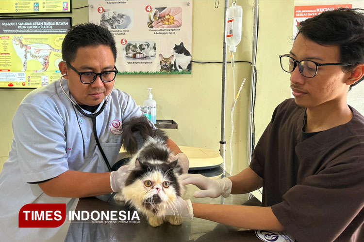 Bukan Sekadar Dingin, Fenomena Bediding di Banyuwangi Bikin Anabul Diserang Penyakit