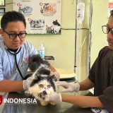 Bukan Sekadar Dingin, Fenomena Bediding di Banyuwangi Bikin Anabul Diserang Penyakit