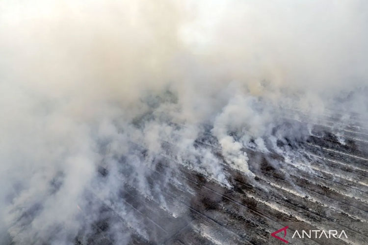 BNPB: Karhutla Dominasi Bencana Awal Juli 2025, Sumatera dan Kalimantan Jadi Fokus