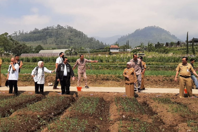 Peninjauan bersama lahan budidaya bawang merah Batu Ijo oleh Anggota Komisi IV DPR RI didampingi Wabup Malang, di kawasan pertanian agribisnis Program UPLAND di Pujon, Kabupaten Malang, Senin (21/7/2025). (Foto: Prokopim)
