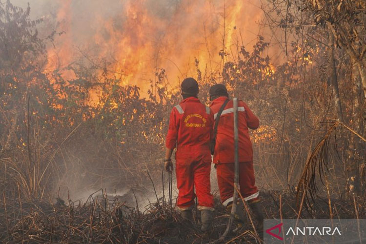 Ilustrasi: Petugas Manggala Agni Sumatera IV Daops Pekanbaru melakukan pemadaman kebakaran lahan gambut di Desa Rimbo Panjang, Kampar, Riau, Minggu (20/7/2025). (FOTO: ANTARA FOTO/Hadly V/Lmo/nym.)