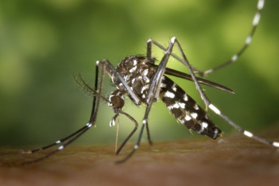 Chikungunyaの世界的な発生の可能性を警告している人