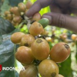 Bukan Hanya Robusta, Ternyata Banyuwangi Punya Kopi Arabika Premium