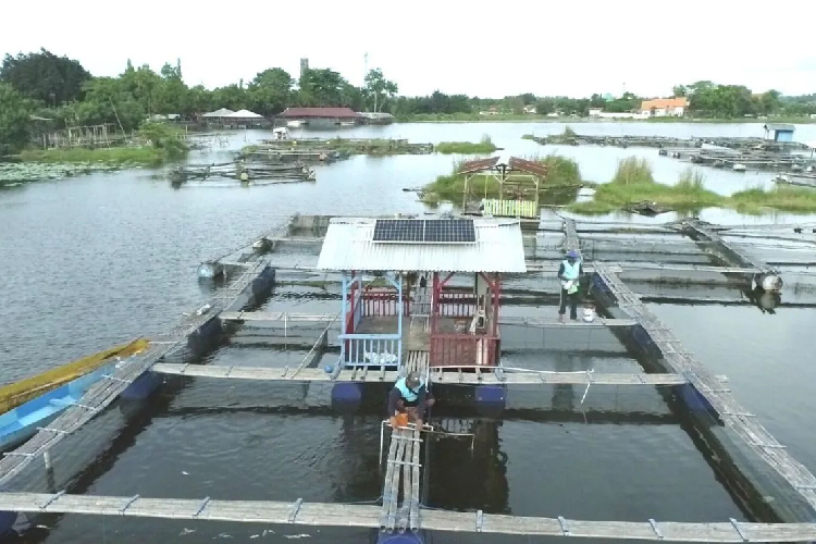 PT PLN Indonesia Power (PLN IP) memasang fasilitas pembangkit listrik tenaga surya (PLTS) di keramba milik nelayan di Danau Ranu, Desa Ranuklindungan, Kabupaten Pasuruan, Jawa Timur. (FOTO: ANTARA/HO-PT PLN IP)