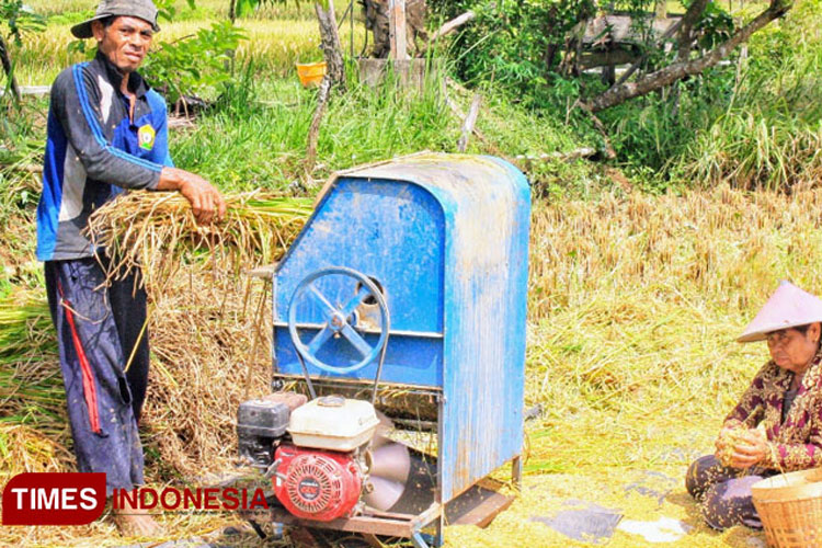 Beras Produksi Petani Pacitan Masih Belum Berstandar Ekspor, Ini Biang Keladinya