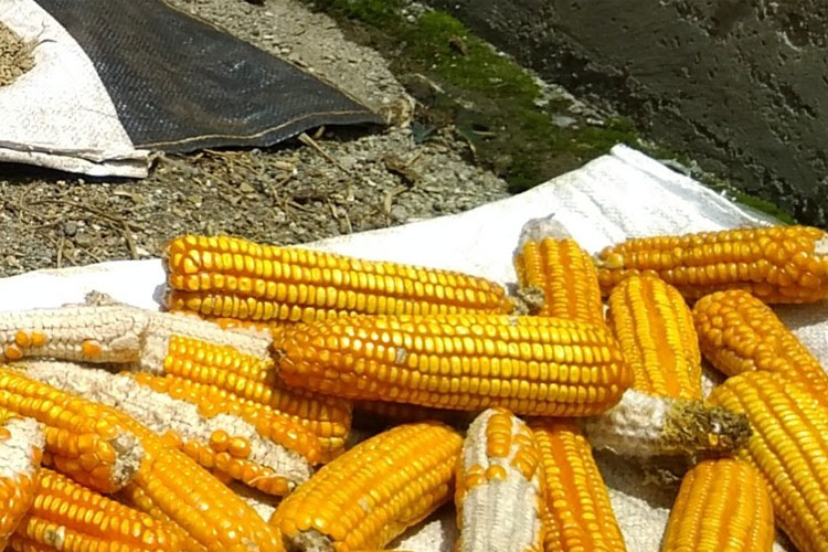 Bulog Tak Serap Jagung Produksi Lokal, Petani di Pacitan Pilih Jual ke Pedagang