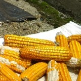Bulog Tak Serap Jagung Produksi Lokal, Petani di Pacitan Pilih Jual ke Pedagang