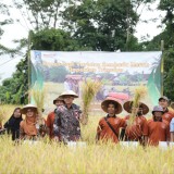 Wabup Sleman Dukung Petani Lewat Panen Raya Padi Sembada Merah di Trimulyo