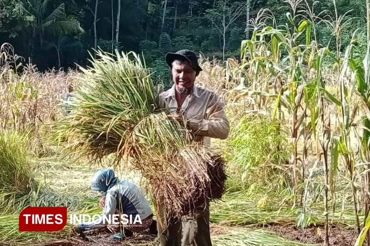 Ada 104 Ribu Petani Pacitan Masuk e-RDKK, Update Data Hanya Bisa Empat Bulan Sekali