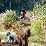 Ada 104 Ribu Petani Pacitan Masuk e-RDKK, Update Data Hanya Bisa Empat Bulan Sekali