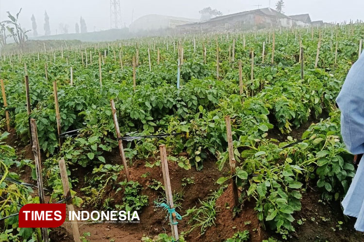 (FOTO: AJP TIMES Indonesia)