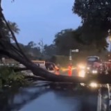 Hujan Deras Robohkan Pohon Raksasa di Jalur Puncak di Bogor, Lalu Lintas Tersendat