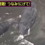 Gempa Rusia: Tsunami Hantam Jepang, Empat Paus Terdampar di Pesisir