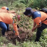 Wujud Cinta Alam, Jurnalis Grahadi dan BPBD Tanam Ratusan Pohon di Gunung Lorokan