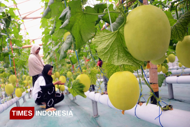 buah-Melon-2.jpg