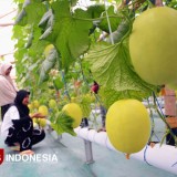 Puspa Agraria Malang Inspires Farmers with Its Hydroponic Melon Farm