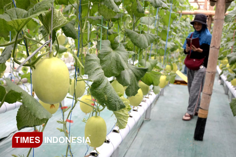 buah-Melon-3.jpg