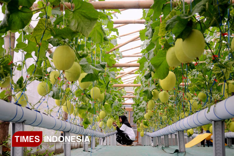 Puspa Agraria, Wisata Edukatif Petik Melon Hidroponik dari Desa Bedali Malang