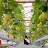Puspa Agraria, Wisata Edukatif Petik Melon Hidroponik dari Desa Bedali Malang