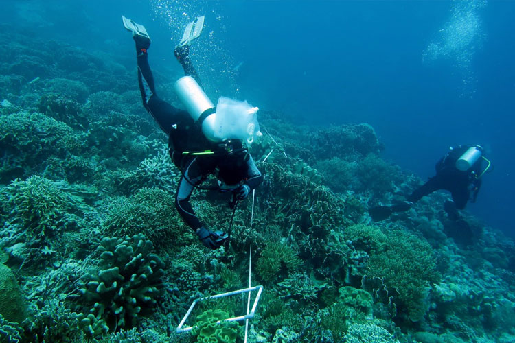 Indonesia Susun Peta Nasional Terumbu Karang dan Padang Lamun