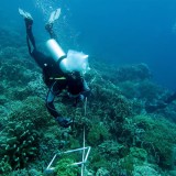Indonesia Susun Peta Nasional Terumbu Karang dan Padang Lamun