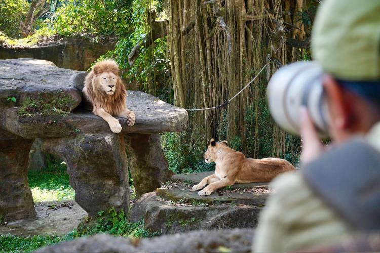 Taman Safari Prigen Jadi Puncak Roadshow Kompetisi Foto IAPVC 2025
