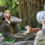 Taman Safari Prigen Jadi Puncak Roadshow Kompetisi Foto IAPVC 2025