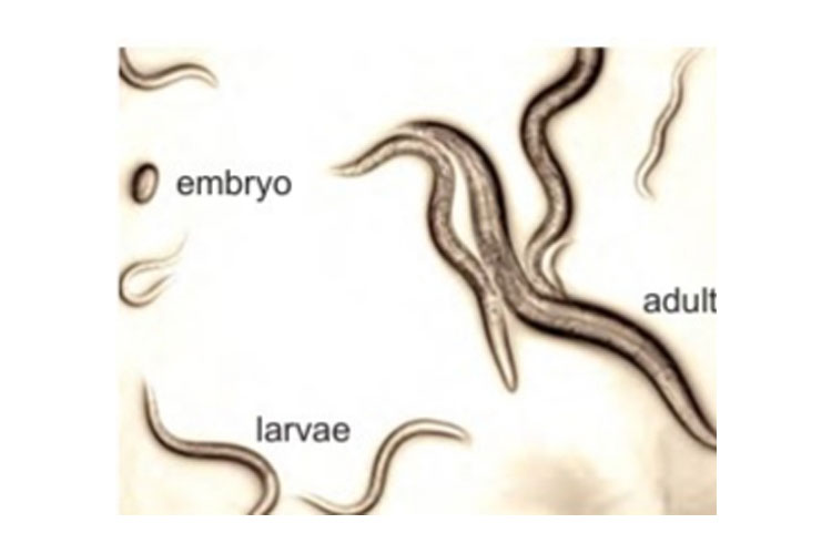 Peneliti UB Temukan Lima Spesies Baru Cacing Nematoda
