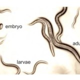 Peneliti UB Temukan Lima Spesies Baru Cacing Nematoda