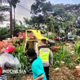 Kecelakaan Truk, Sebabkan Ratusan Ayam Berhamburan di Jalanan Kabat Banyuwangi