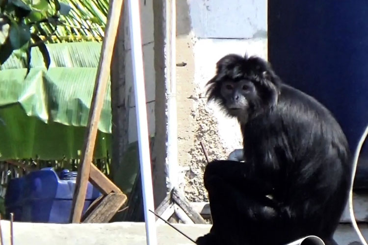 Lutung Liar Resahkan Warga Cianjur, Puluhan Genting Rusak dan Anak Terluka