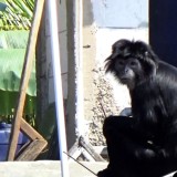 Lutung Liar Resahkan Warga Cianjur, Puluhan Genting Rusak dan Anak Terluka