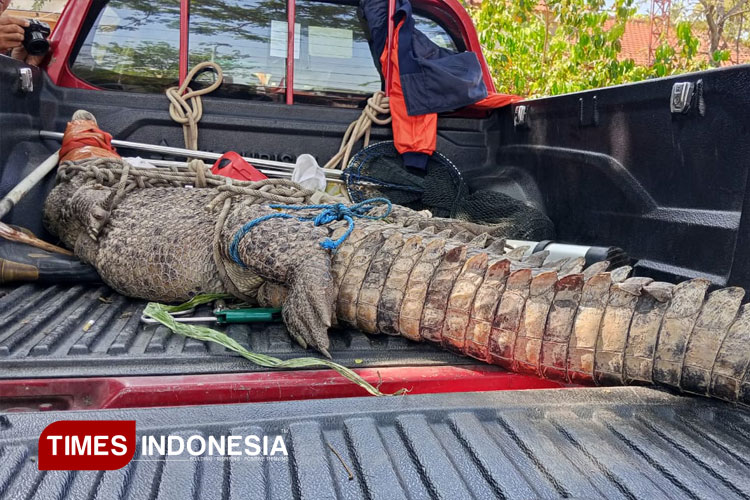 Resahkan Warga, Buaya 3 Meter di Kebun Tebu Sidoarjo Berhasil Diamankan