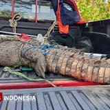 Resahkan Warga, Buaya 3 Meter di Kebun Tebu Sidoarjo Berhasil Diamankan