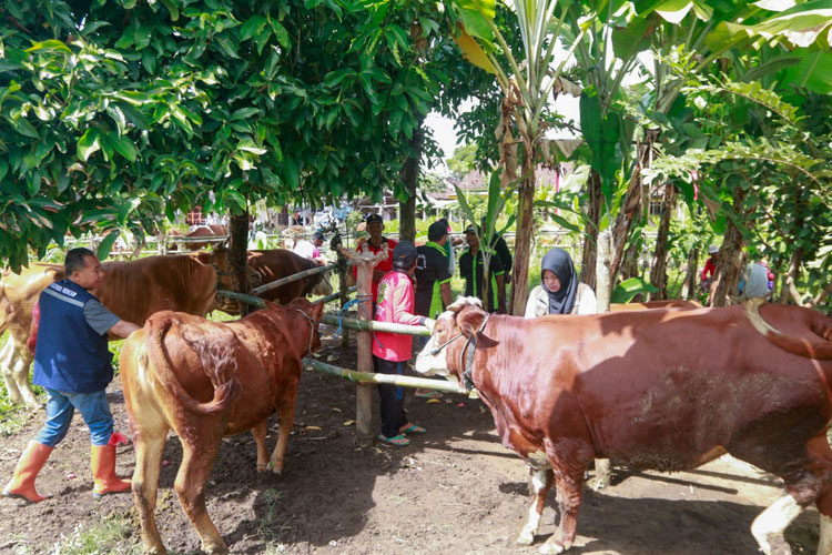 5 Ribu Hewan Ternak di Banyuwangi Sehat Berkat Program K-POP