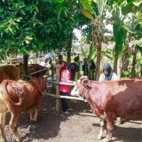 5 Ribu Hewan Ternak di Banyuwangi Sehat Berkat Program K-POP