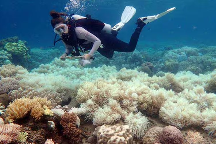 Peristiwa pemutihan massal terumbu karang di Great Barrier Reef, Australia, menjadi salah satu yang terburuk sepanjang sejarah.