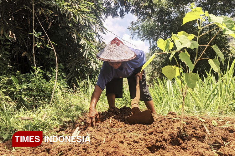 DKPP Pacitan Klaim 104 Ribu NIK Petani Penerima Pupuk Bersubsidi 2025 Sudah Valid