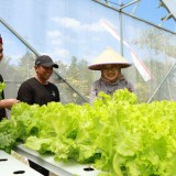 Bunga Desa di Glenmore, Bupati Banyuwangi Dorong Potensi Pertanian