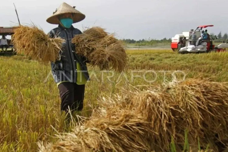 Ilustrasi - Petani tradisional memanen padi bersama petani lainnya yang menggunakan mesin 'combine harvester' di desa Lamlhom, Lhoknga, Aceh Besar, Aceh (ANTARA FOTO/Ampelsa)