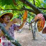 Mengunjungi Taman Kakao Coklat, Wisata Edukasi dari Kulonprogo yang Mendunia
