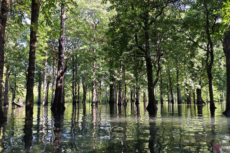 Pemandangan hutan mangrove di Teluk Sulaiman, Kabupaten Berau, Kalimantan Timur. (Foto: ANTARA/Farhan Arda Nugraha)