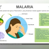 Ancaman Malaria Masih Mengintai, Pemkot Yogyakarta Minta Warga Tetap Waspada Meski Bukan Daerah Endemis