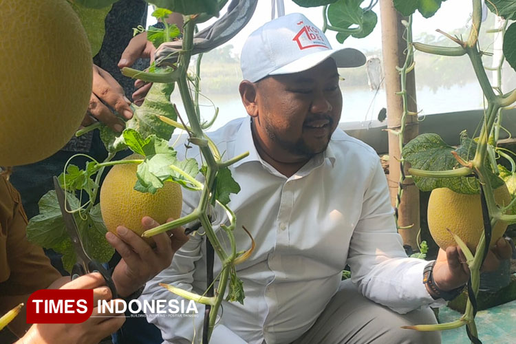 Bupati Gresik Fandi Akhmad Yani saat ikut panen raya melon sistem budidaya Greenhouse (Foto: Akmal/TIMES Indonesia)