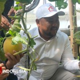 Kagumi Petani Raup 1,2 Miliar, Bupati Gresik Ingin Jadikan Daerahnya Sentra Melon Greenhouse